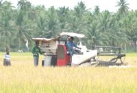 Petani di Kabupaten Tanah Bumbu Saat Panen Padi Menggunakan Mesin Combain
