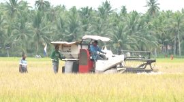 Petani di Kabupaten Tanah Bumbu Saat Panen Padi Menggunakan Mesin Combain