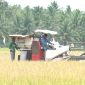 Petani di Kabupaten Tanah Bumbu Saat Panen Padi Menggunakan Mesin Combain