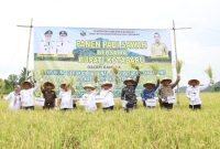 Bupati Kotabaru Saat Ikuti Panen Raya Padi di Desa Salino