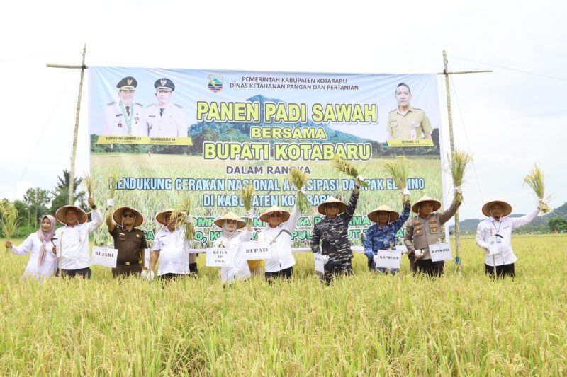 Bupati Kotabaru Saat Ikuti Panen Raya Padi di Desa Salino