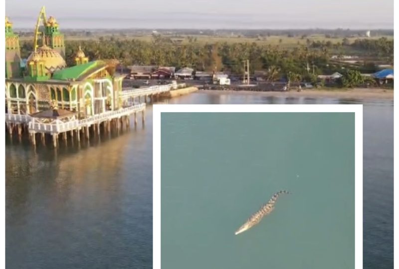 (Tangkapan Layar)- Kemunculan Buaya di Sekitar Masjid Apung Siring Pagatan Yang Tertangkap Kamera Drone