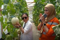 Green House dengan metode hydroponik. Yang mana CLC PT BIB baru saja melakukan panen perdana buah melon di green house yang ada di CLC
