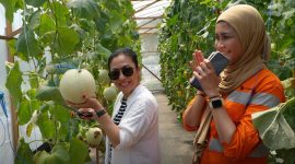 Green House dengan metode hydroponik. Yang mana CLC PT BIB baru saja melakukan panen perdana buah melon di green house yang ada di CLC