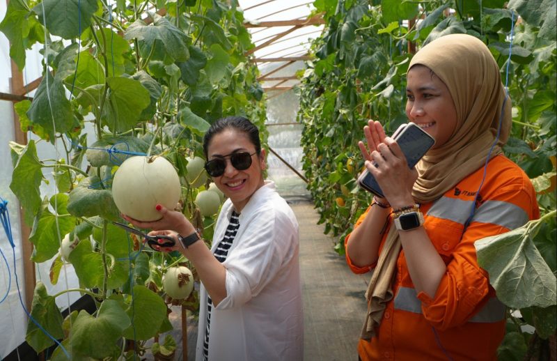 Green House dengan metode hydroponik. Yang mana CLC PT BIB baru saja melakukan panen perdana buah melon di green house yang ada di CLC