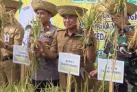 Bupati Tanah Bumbu dr HM Zairullah Azhar saat panen raya di Kusan Tengah Kabupaten Tanah Bumbu