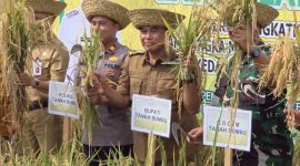 Bupati Tanah Bumbu dr HM Zairullah Azhar saat panen raya di Kusan Tengah Kabupaten Tanah Bumbu