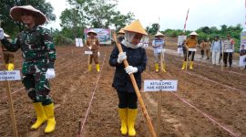 Ketua DPRD Kotabaru, Suwanti Saat Ikut Tanam Jagung di Program Satu Juta Ha di Polres Kotabaru