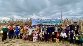 (www.metrokalsel.co.id)- Panen Perdana Jagung Pakan di Desa Jombang Kecamatana Satui Kabupaten Tanah Bumbu, Binaan PT Borneo Indobara