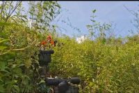 Proses Pencarian Tim SAR Gabungan mencari Helikopter Yang Jatuh di Area Hutan Mantewe Kabupaten Tanah Bumbu, 