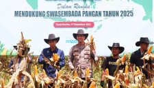 Panen Raya Jagung Polres Tanah Bumbu dipimpin Waka Polres Kompol Apriyansa SIK, Sabtu (28/9/2025) di Kelurahan Gunung Tinggi Kecamata Batulicin