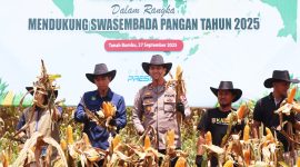 Panen Raya Jagung Polres Tanah Bumbu dipimpin Waka Polres Kompol Apriyansa SIK, Sabtu (28/9/2025) di Kelurahan Gunung Tinggi Kecamata Batulicin