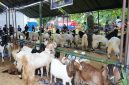 Suasana Kontes Kambing Perdana di Kabupaten Kotabaru