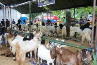 Suasana Kontes Kambing Perdana di Kabupaten Kotabaru
