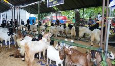 Suasana Kontes Kambing Perdana di Kabupaten Kotabaru