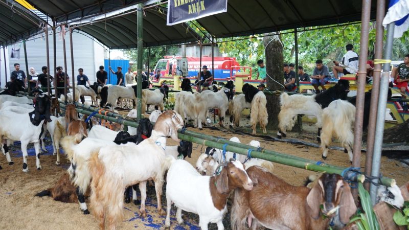 Suasana Kontes Kambing Perdana di Kabupaten Kotabaru